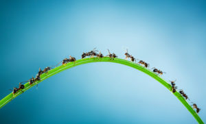 ants-marching-on-a-blade-of-grass
